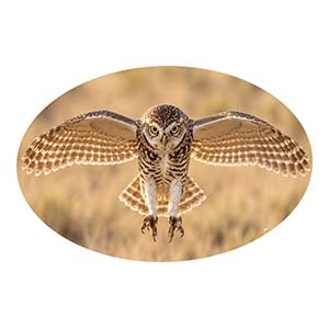 Burrowing Owl Full Flight Hunter